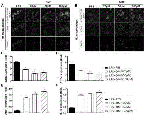 Application of fumarate compound to preparation of adjusting medicine for macrophage subpopulation