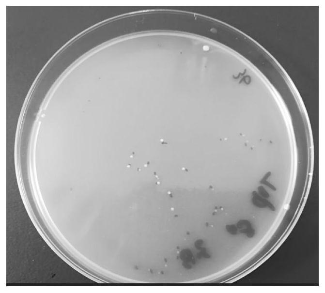 A kind of soybean rhizobia suitable for making freeze-dried powder and its application