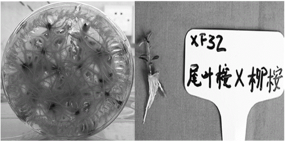 E.urophylla*E.saligna rooting culture medium and application thereof