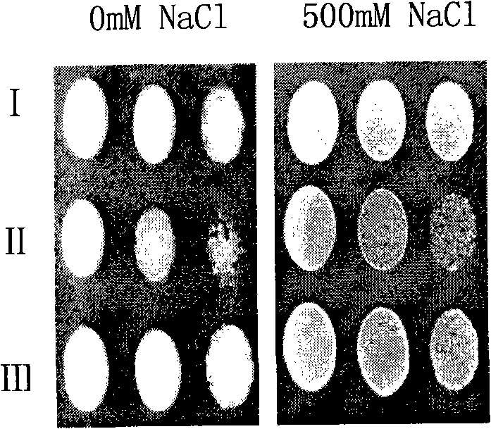 White clover Na+/H- antiport protein gene TrNHX1, encoding protein and use thereof