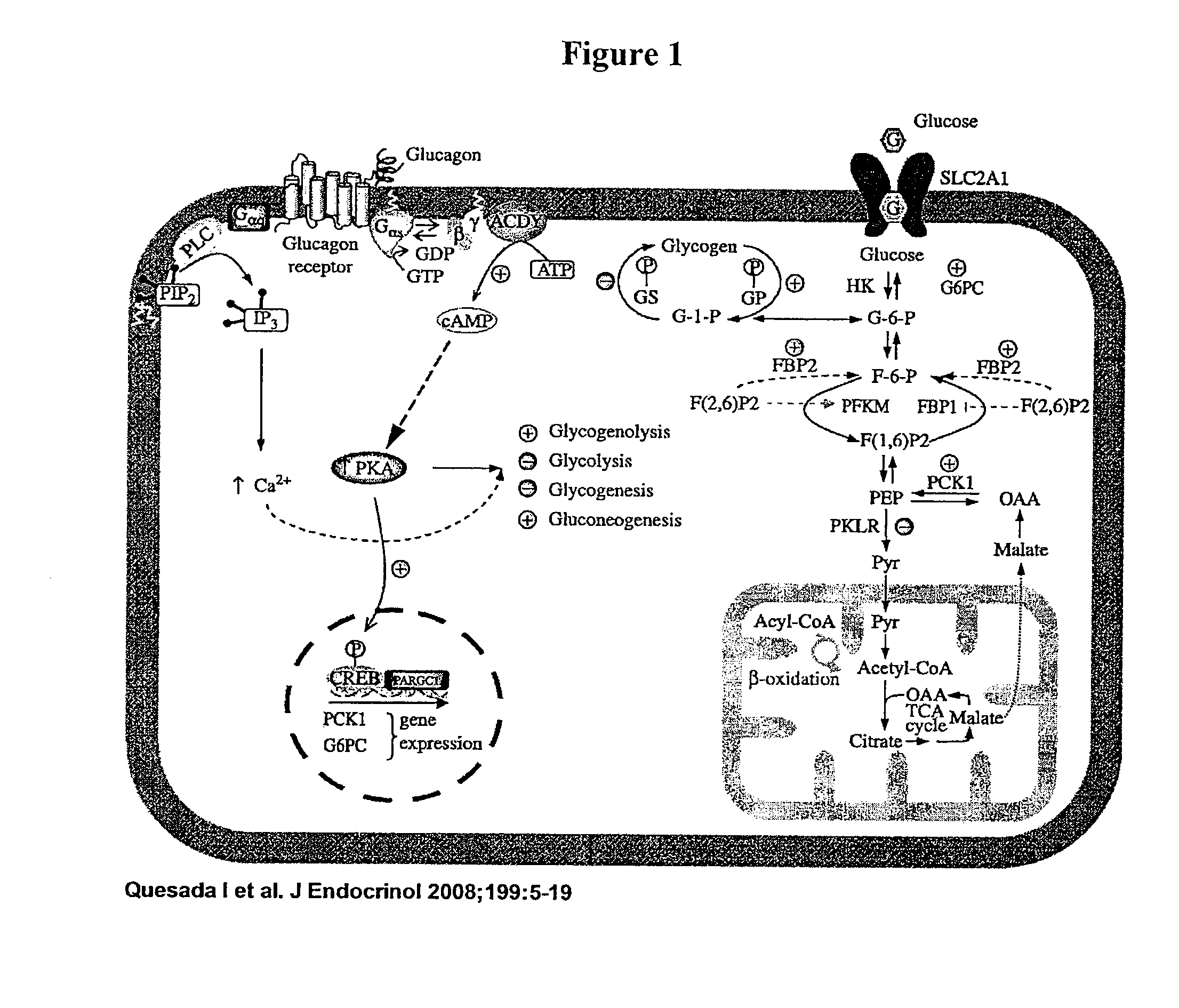 Compositions and methods to treat the bihormonal disorder in diabetes