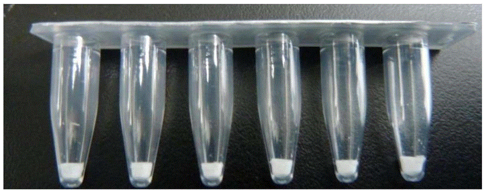 Nucleic acid amplification reaction mixture particle and application thereof