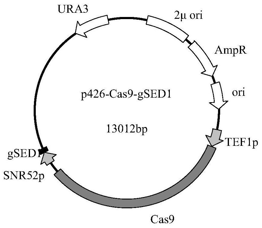 A recombinant vector for constructing Saccharomyces cerevisiae lysis engineering bacteria and its application