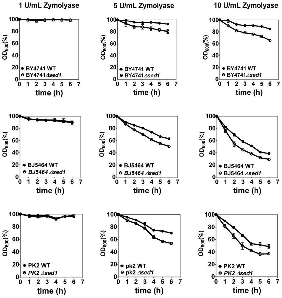 A recombinant vector for constructing Saccharomyces cerevisiae lysis engineering bacteria and its application