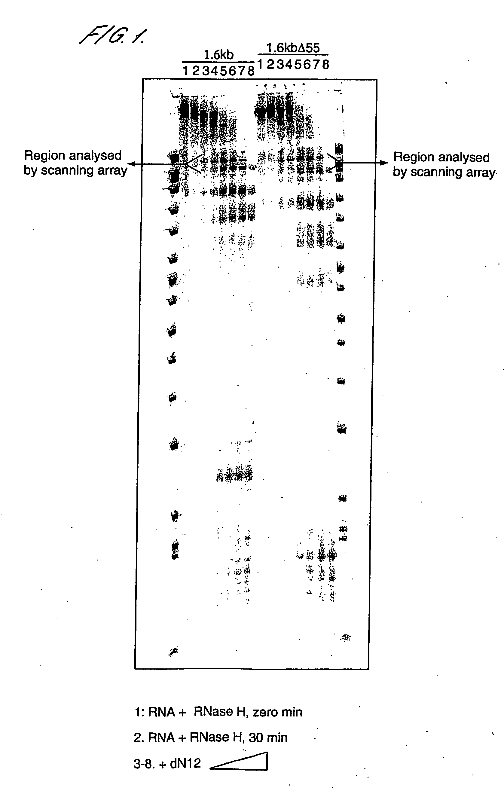 Molecular targeting of the IGF-1 receptor