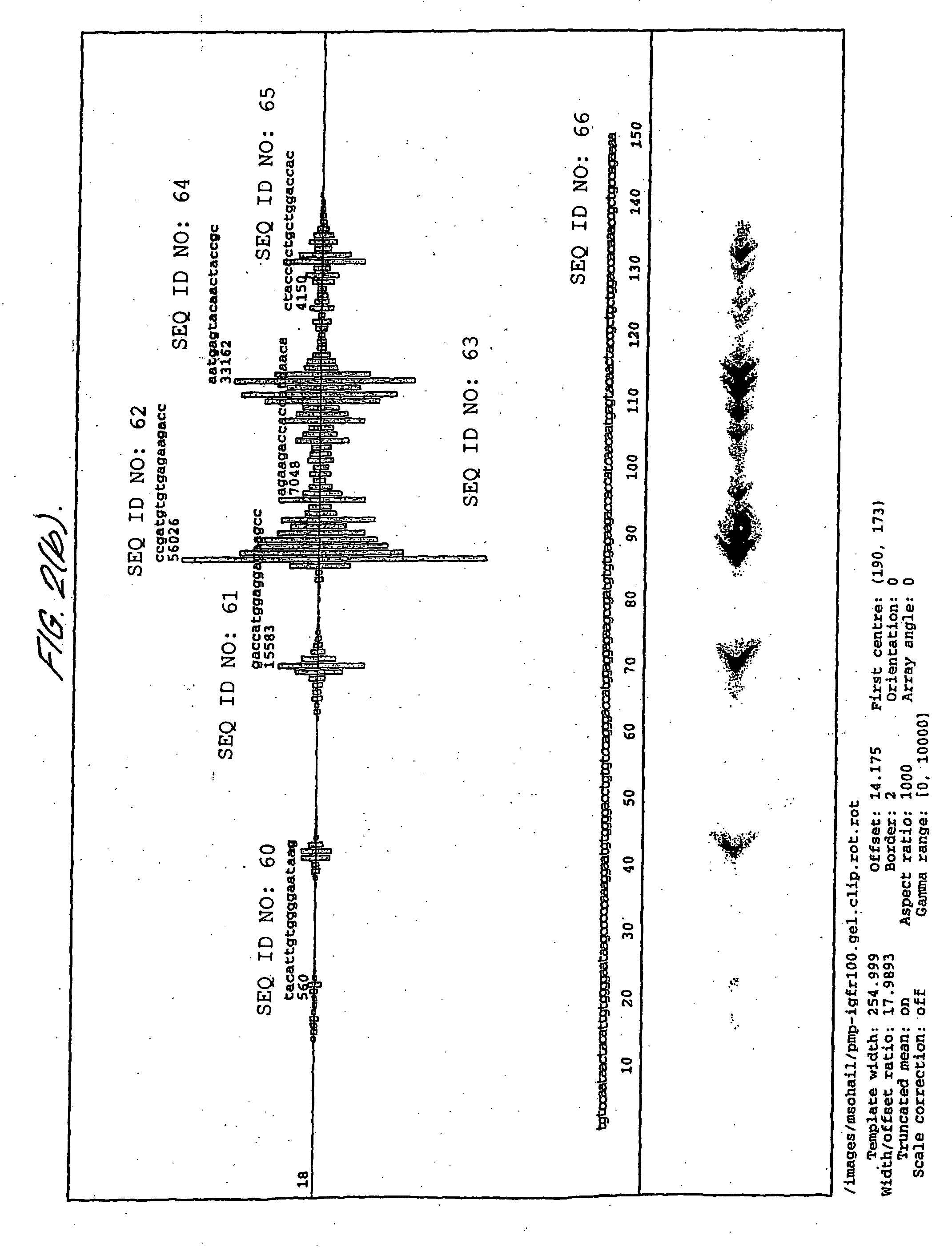 Molecular targeting of the IGF-1 receptor