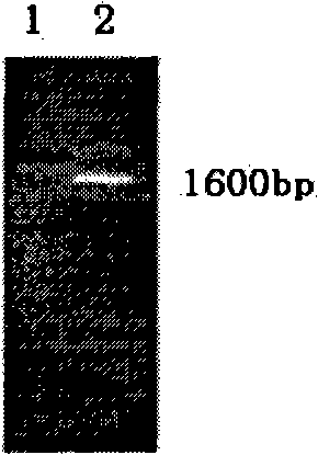 Viral capsid mosaic protein HPV16 L1-P&lt;D&gt;, preparation method and application thereof