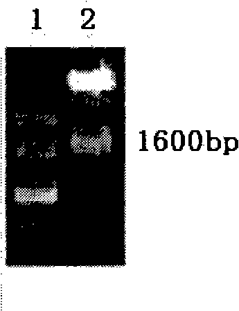 Viral capsid mosaic protein HPV16 L1-P&lt;D&gt;, preparation method and application thereof