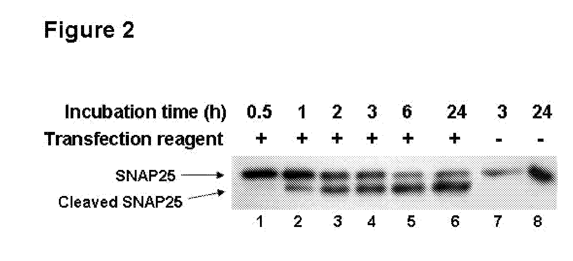 Methods For The Delivery Of Toxins Or Enzymatically Active Portions Thereof