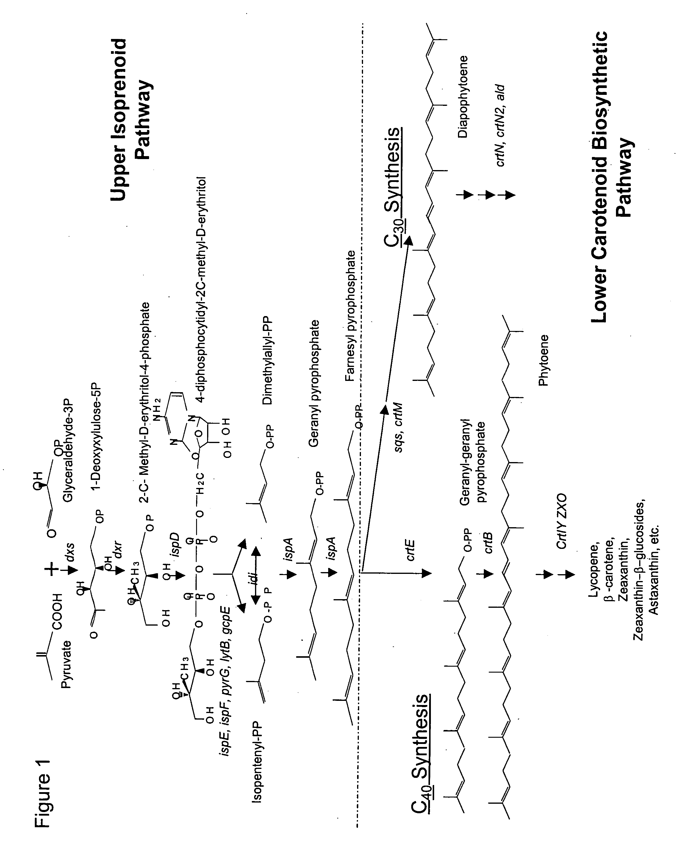 Optimized bacterial host strains of methylomonas sp. 16a