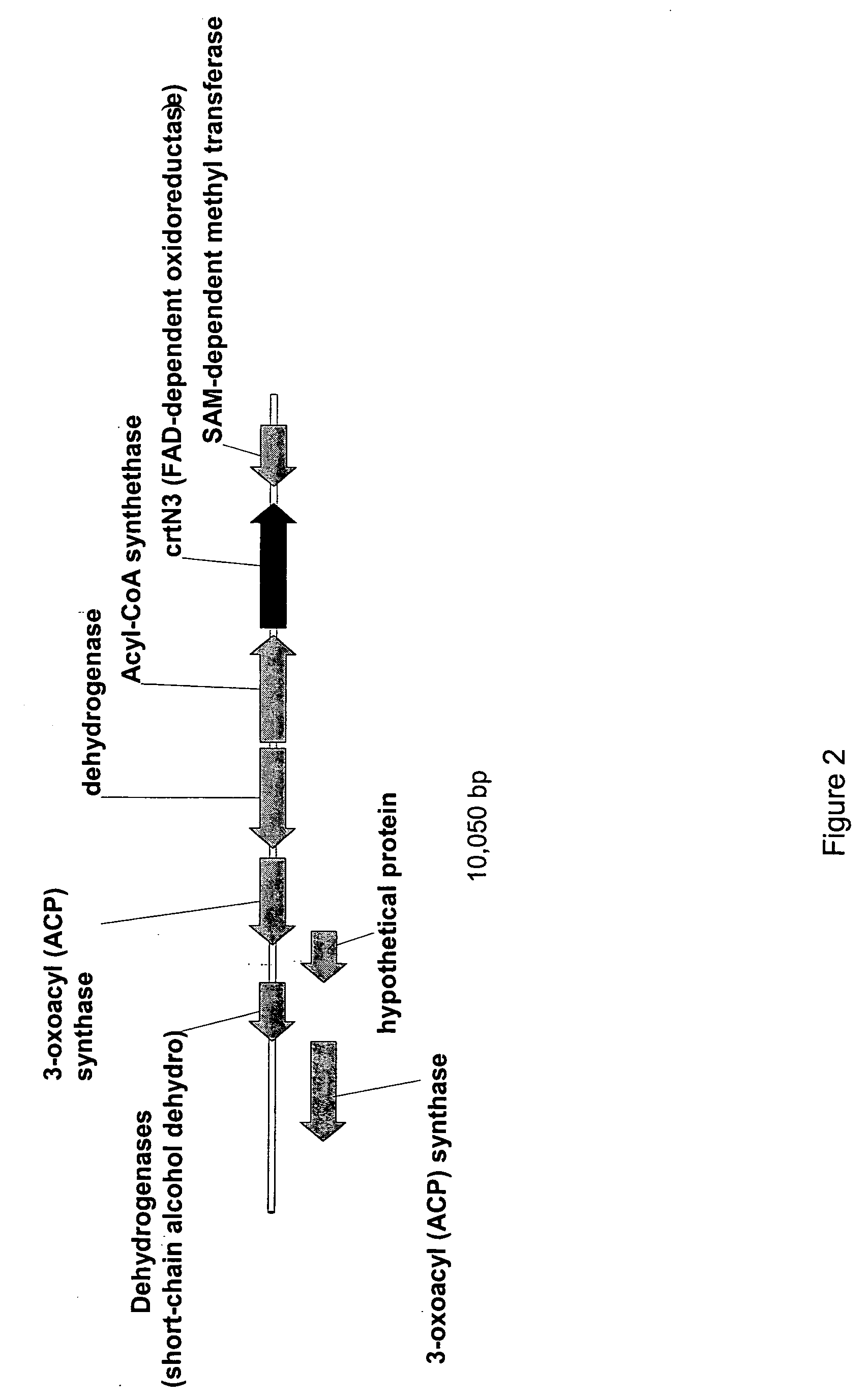 Optimized bacterial host strains of methylomonas sp. 16a