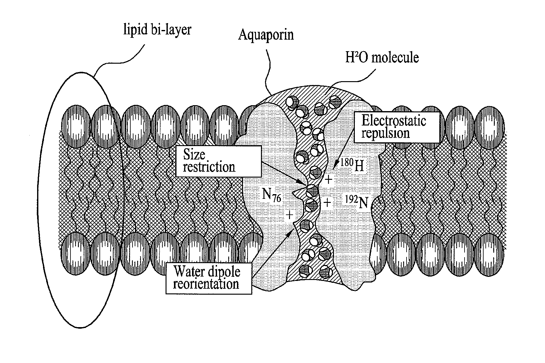 Water purifying filter and method for fabricating the same