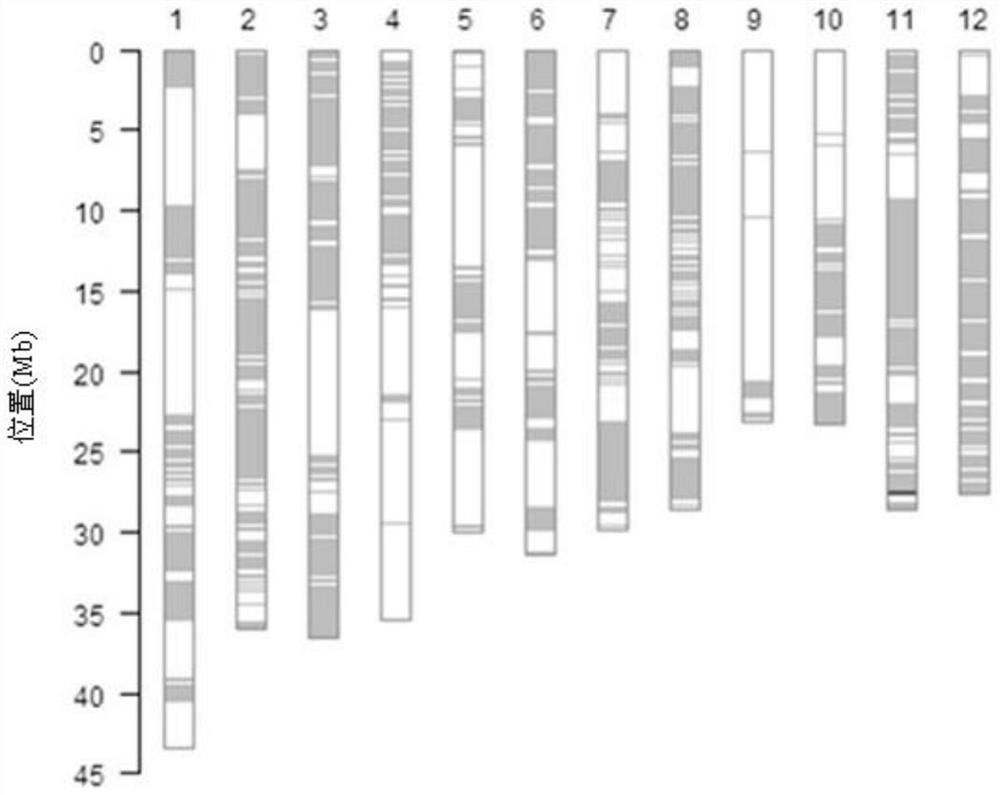 Recombined nucleic acid fragment reccr010007 and its detection primers and applications