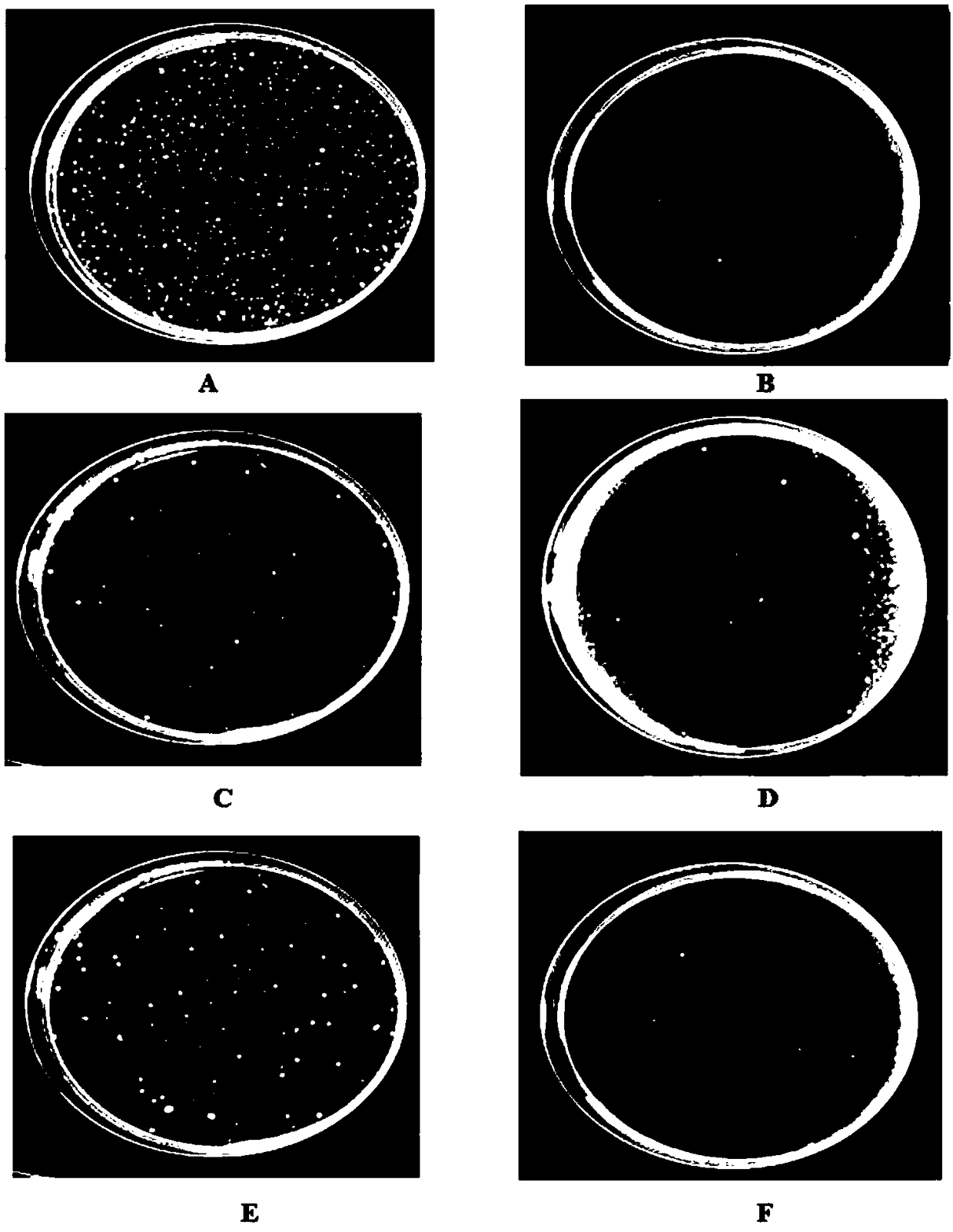 Antibacterial far infrared healthcare down-like staple fiber as well as preparation method and application of antibacterial far infrared healthcare down-like staple fiber