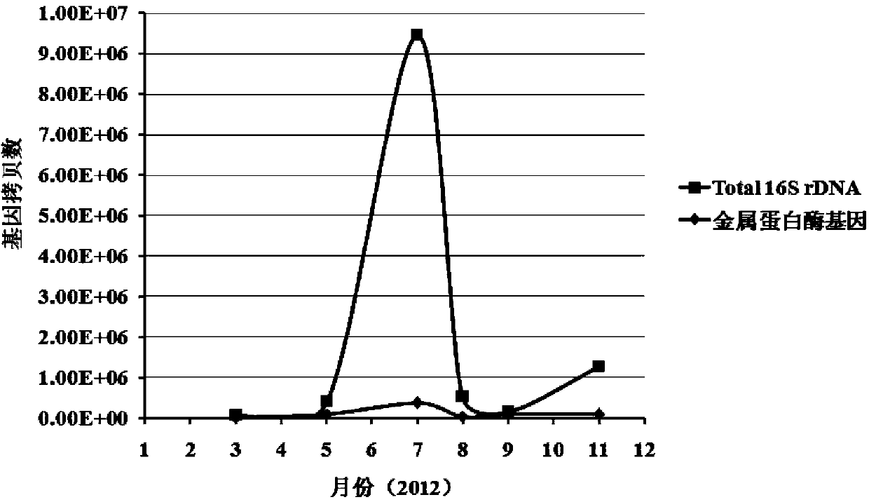 Quick detection method for scallop pathogenic vibrio splendidus