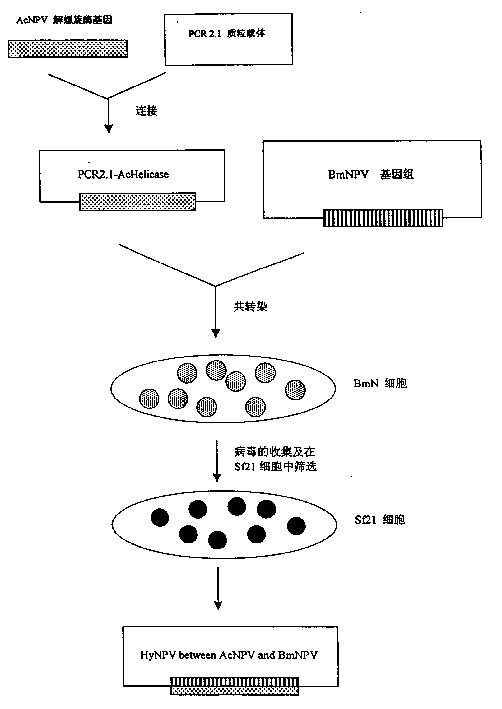 Construction technology of recombinant insect cross virus expression vector