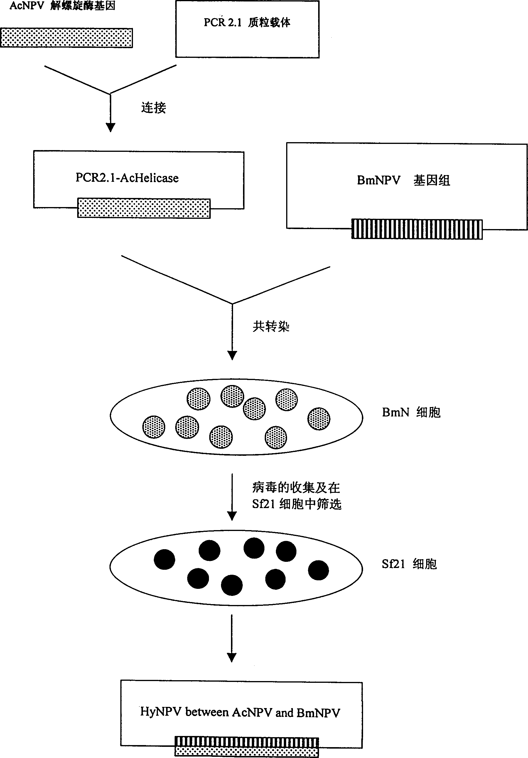 Construction technology of recombinant insect cross virus expression vector