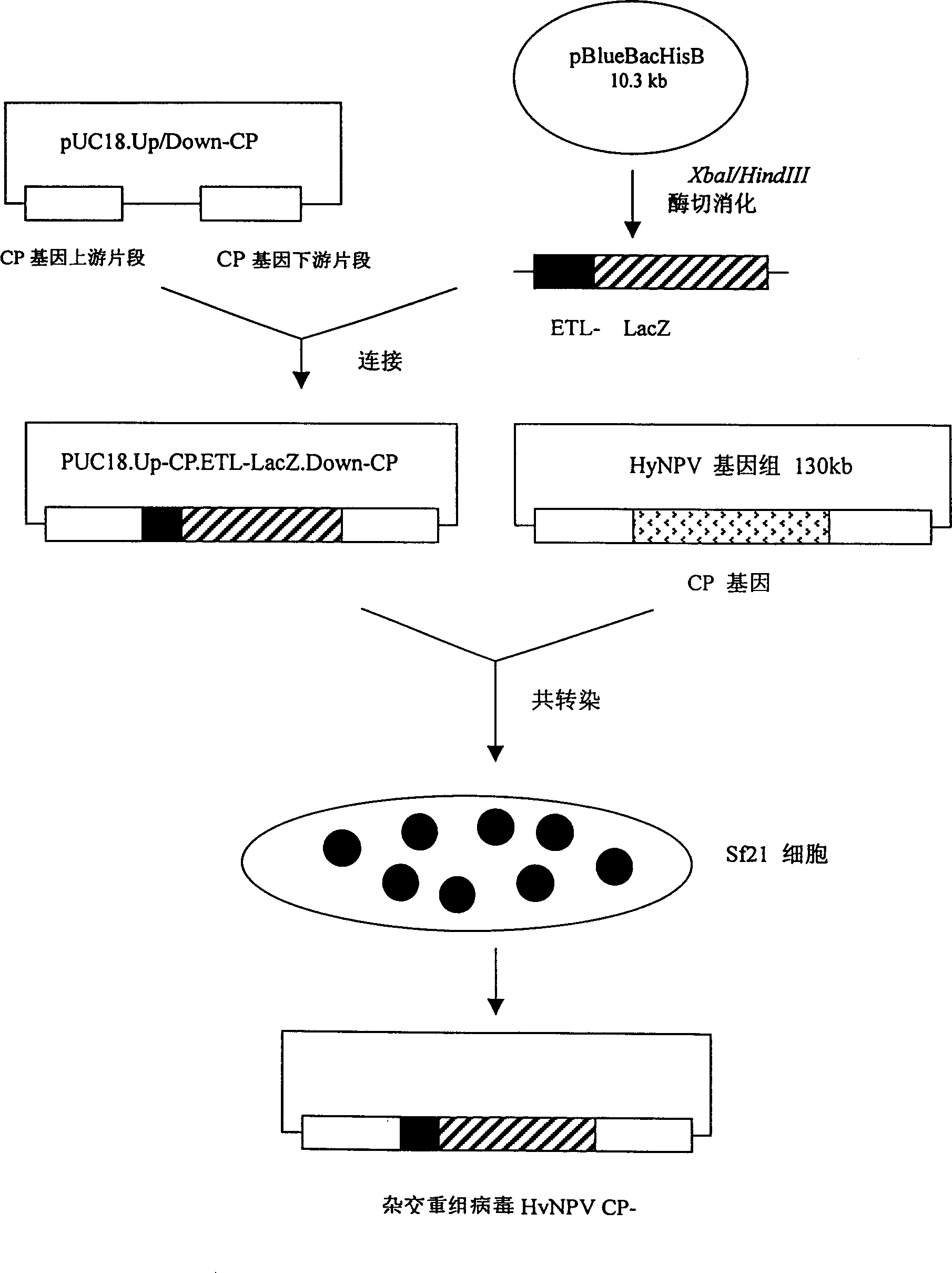 Construction technology of recombinant insect cross virus expression vector