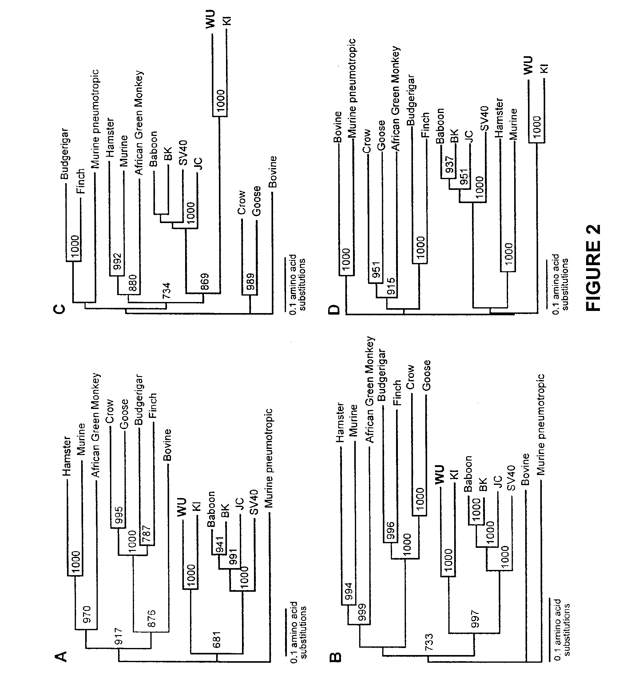 Human polyomavirus, designated the wu virus, obtained from human respiratory secretions