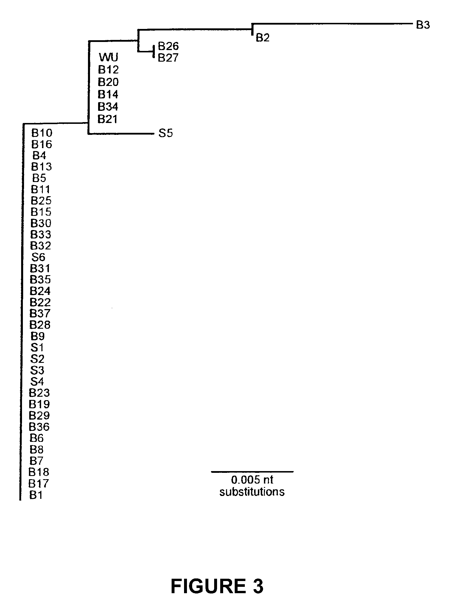 Human polyomavirus, designated the wu virus, obtained from human respiratory secretions