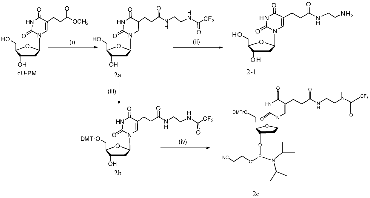 Nucleic acid and application thereof