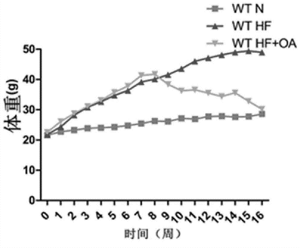 Application of oleanolic acid in preparation of medicine for treating obesity