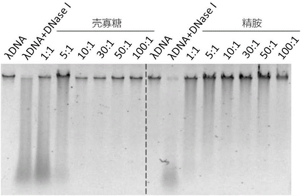 Protecting method of exogenous DNA (deoxyribonucleic acid) internal standard substances in liquid products and application of exogenous DNA internal standard substances