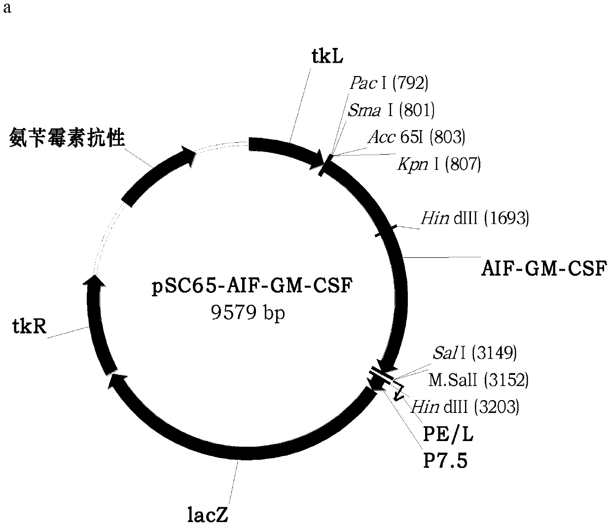 Novel oncolytic virus, as well as preparation method and application thereof