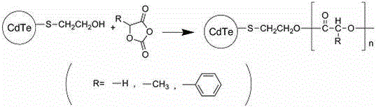 Poly-a-hydroxy acid modified CdTe quantum dot and preparation method thereof