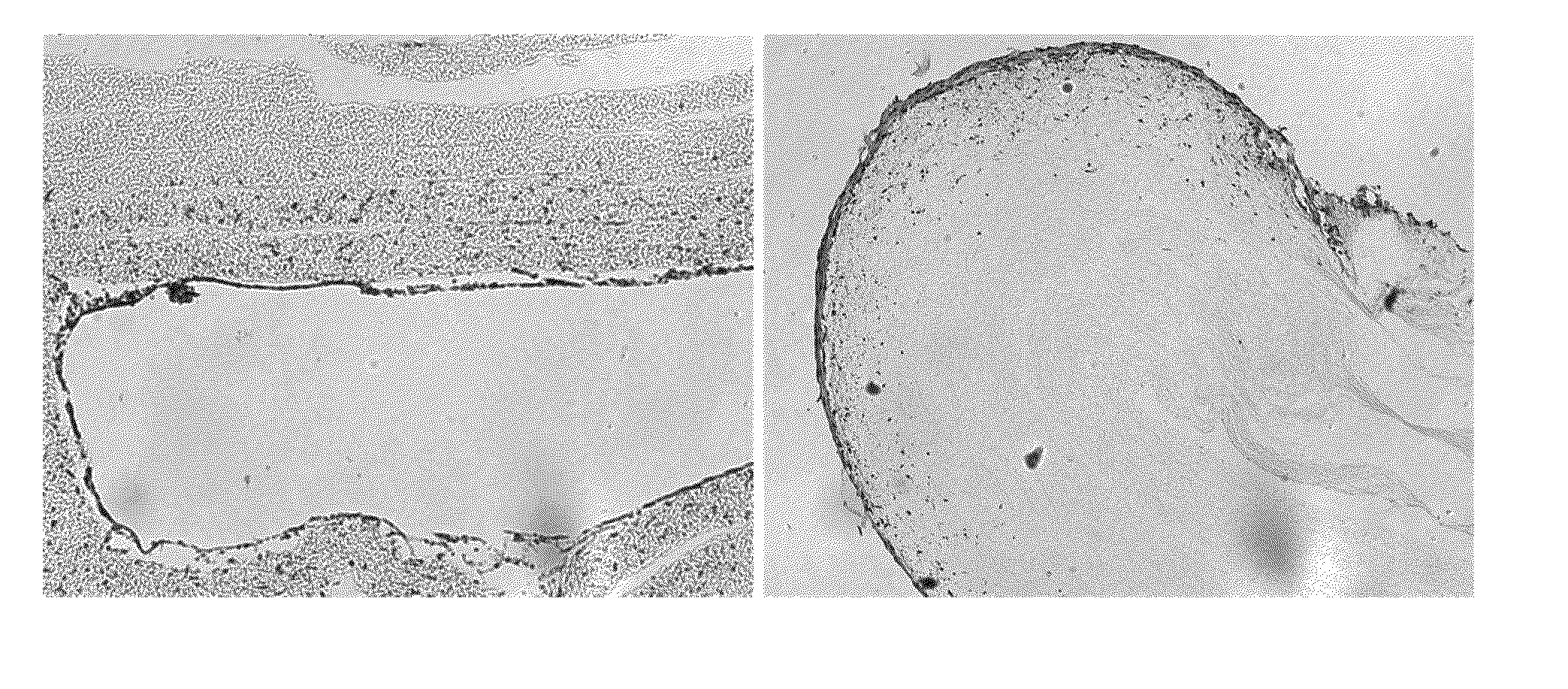 Mammary artery derived cells and methods of use in tissue repair and regeneration