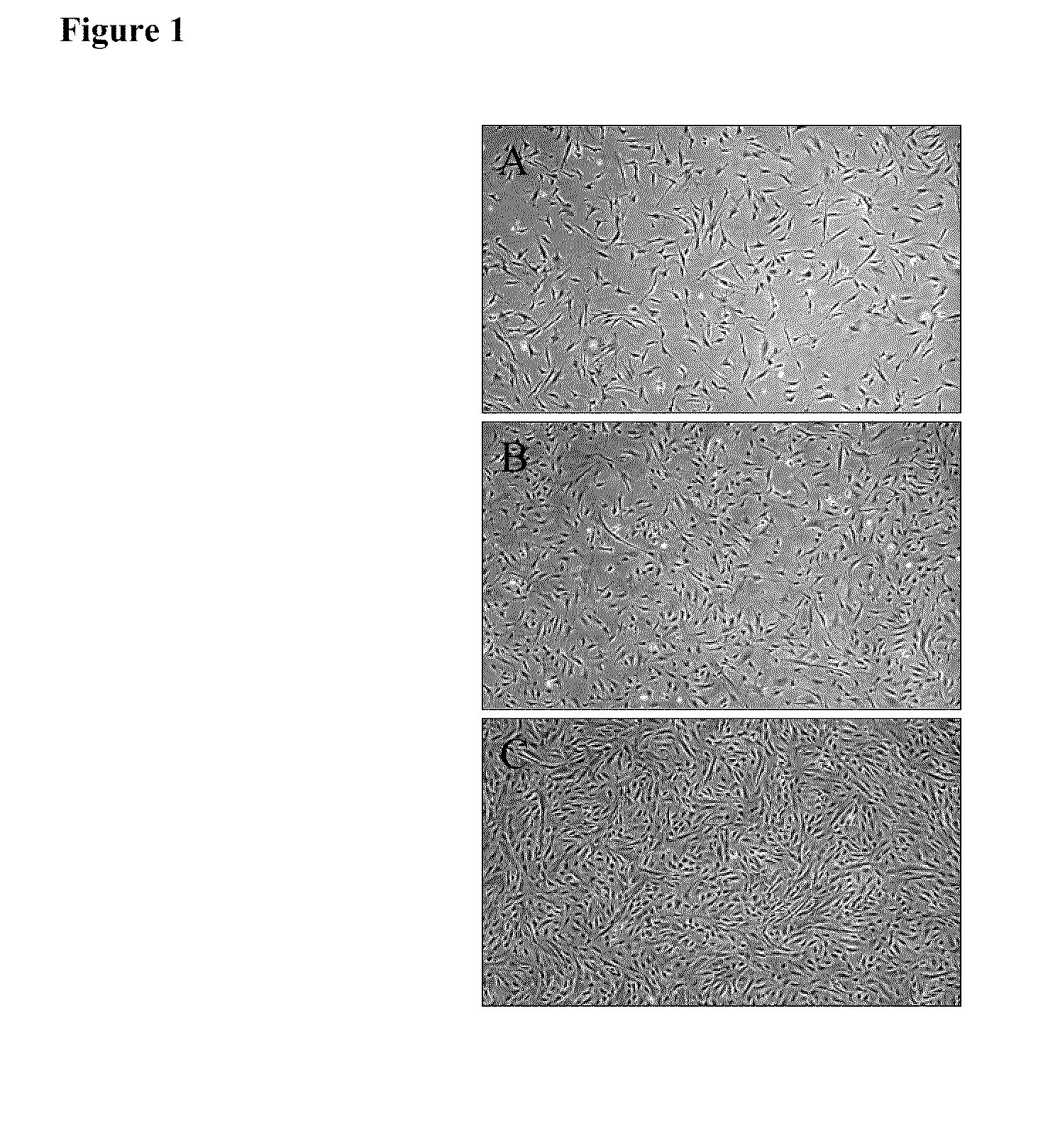 Mammary artery derived cells and methods of use in tissue repair and regeneration