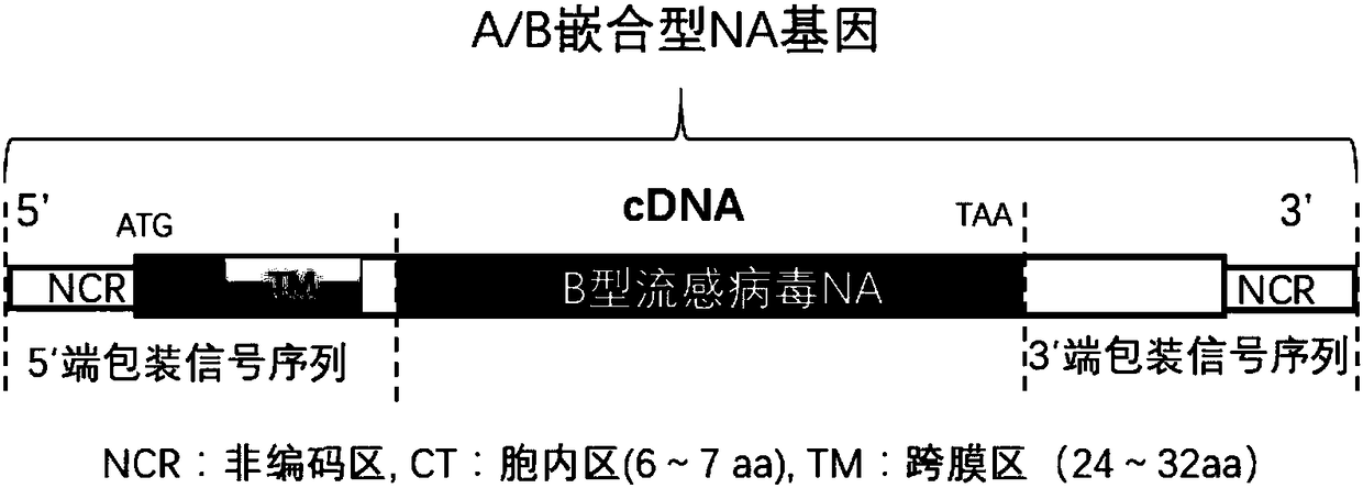 H5 subtype avian influenza vaccine strain capable of distinguishing immunized and infected animals, and preparation method and application thereof