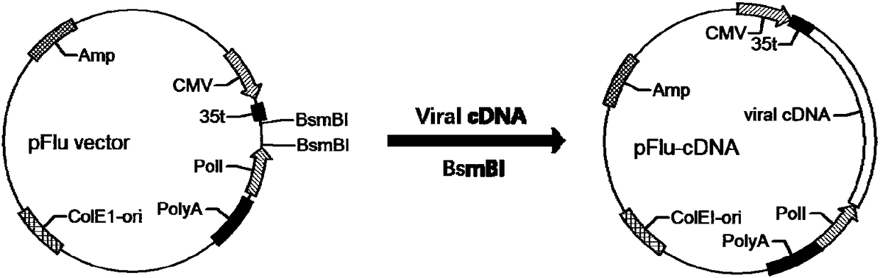 H5 subtype avian influenza vaccine strain capable of distinguishing immunized and infected animals, and preparation method and application thereof