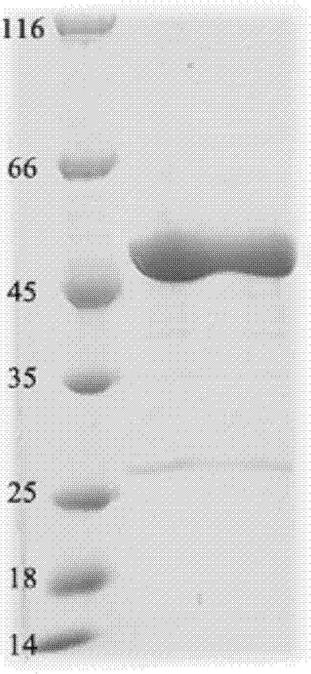 New uses of caffeoylquinic acid compounds