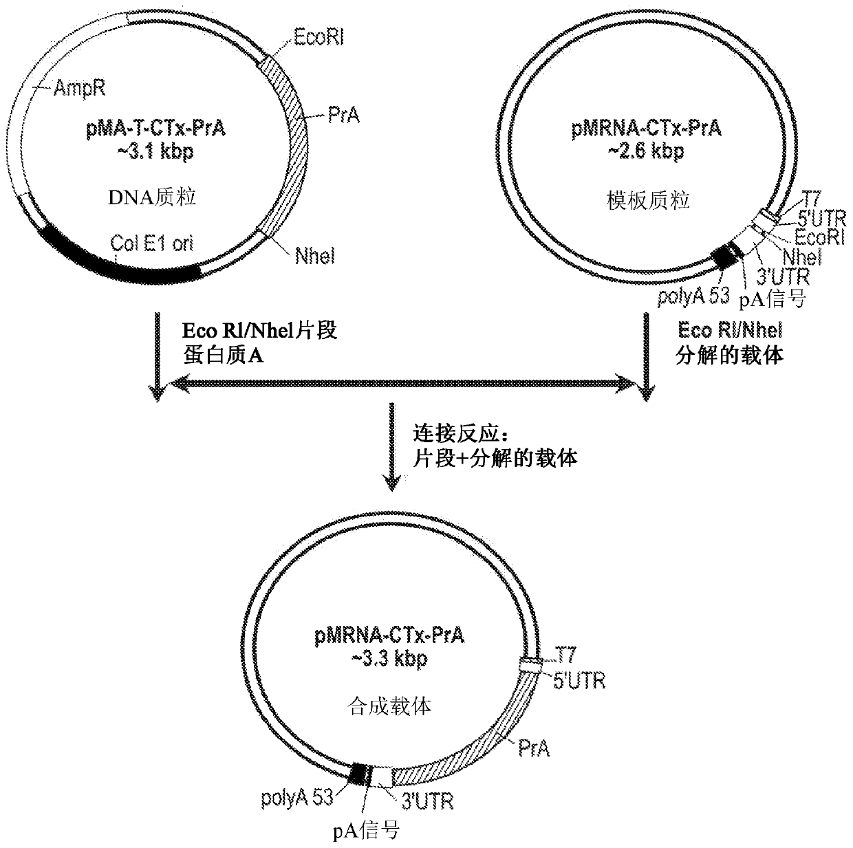 Compositions and processes for targeted delivery, expression and modulation of coding ribonucleic acids in tissue