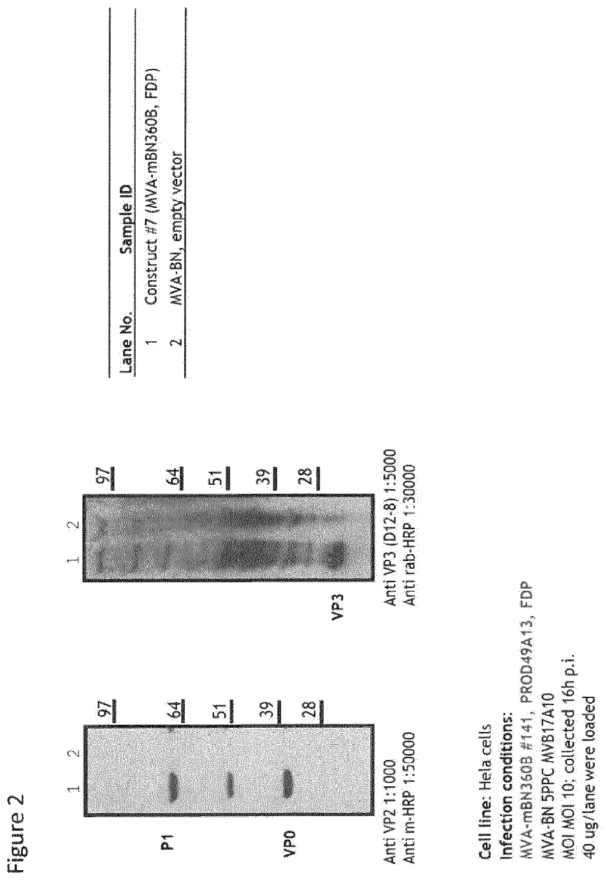 Recombinant Modified Vaccinia Virus Ankara (MVA) Foot and Mouth Disease Virus (FMDV) Vaccine