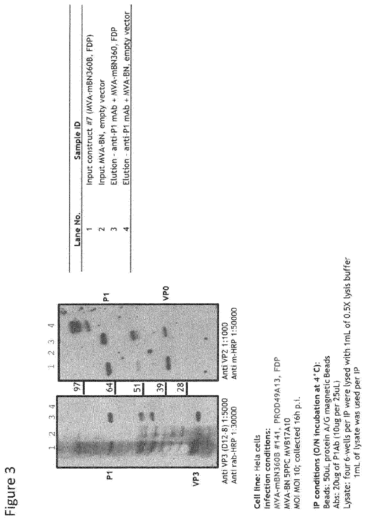 Recombinant Modified Vaccinia Virus Ankara (MVA) Foot and Mouth Disease Virus (FMDV) Vaccine