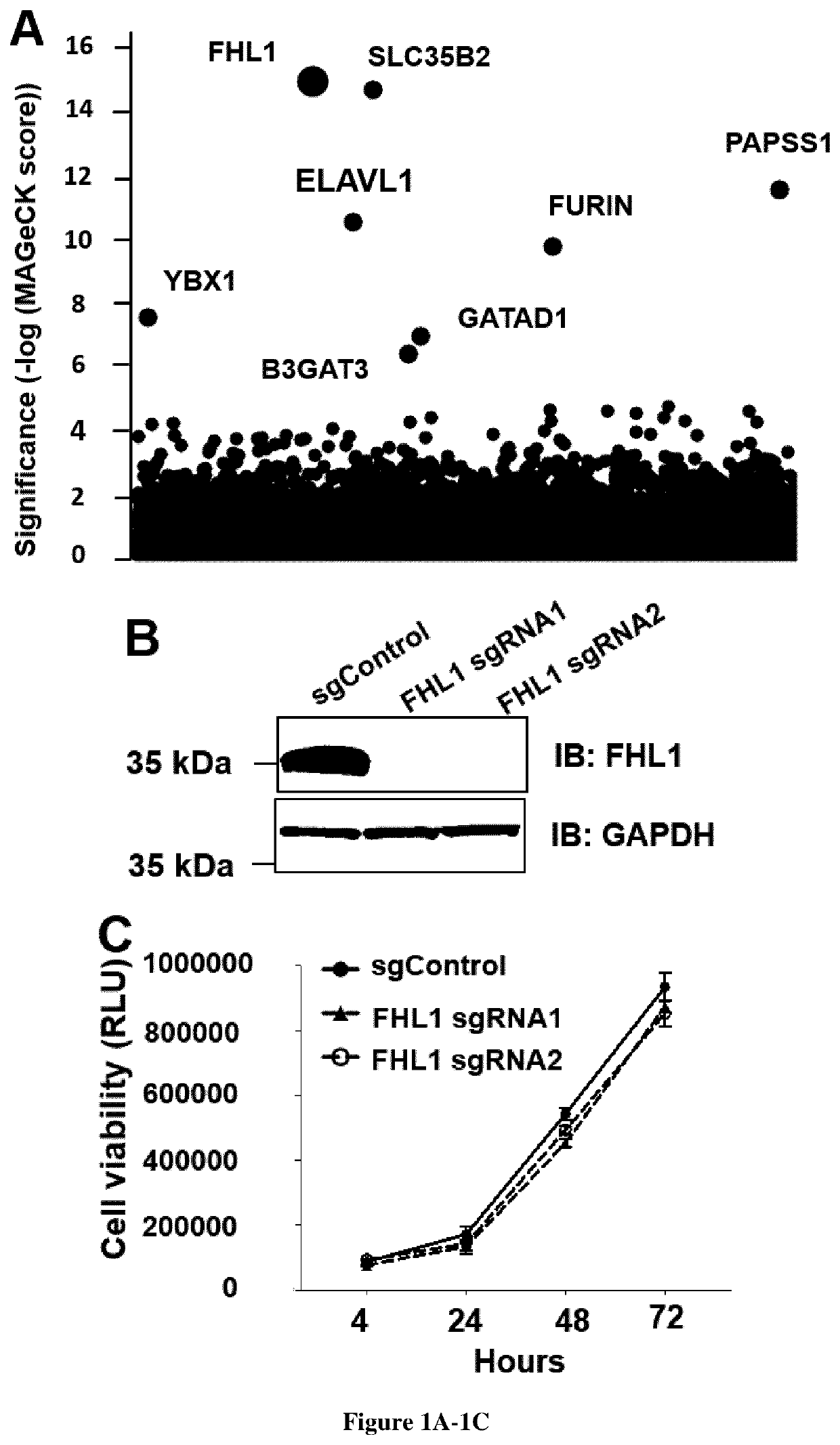 Methods for screening inhibitors against chikungunya virus and for determining whether subjects are predisposed to infection by said virus