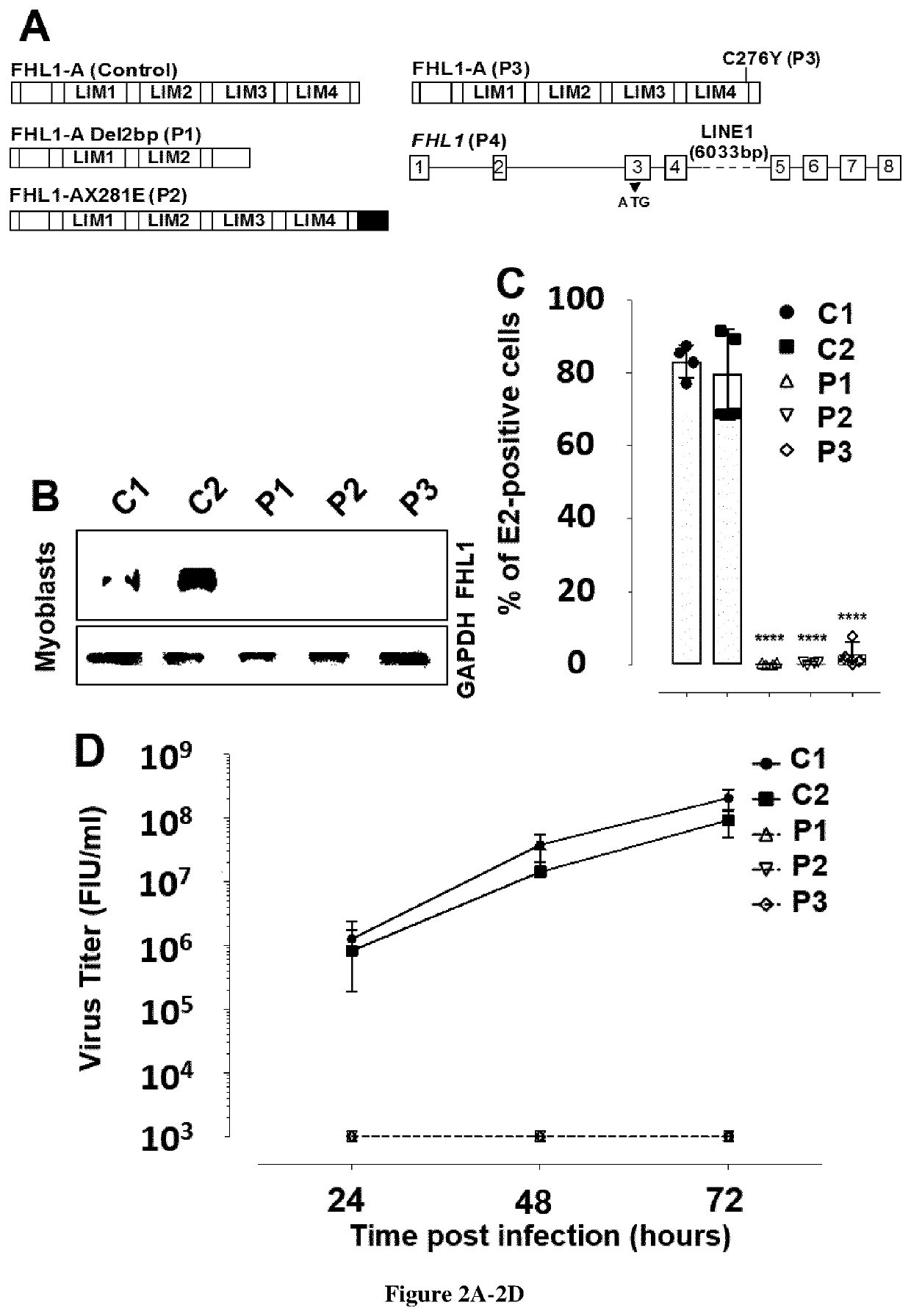 Methods for screening inhibitors against chikungunya virus and for determining whether subjects are predisposed to infection by said virus