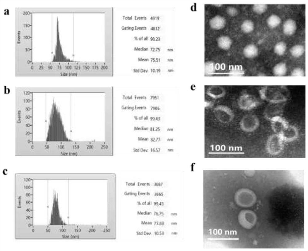 Catharanthus roseus-sourced exosome nano-vesicle and application thereof in immunoregulation