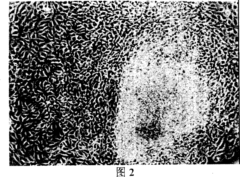 Method for inducing liver cell from human embryonic stem cells