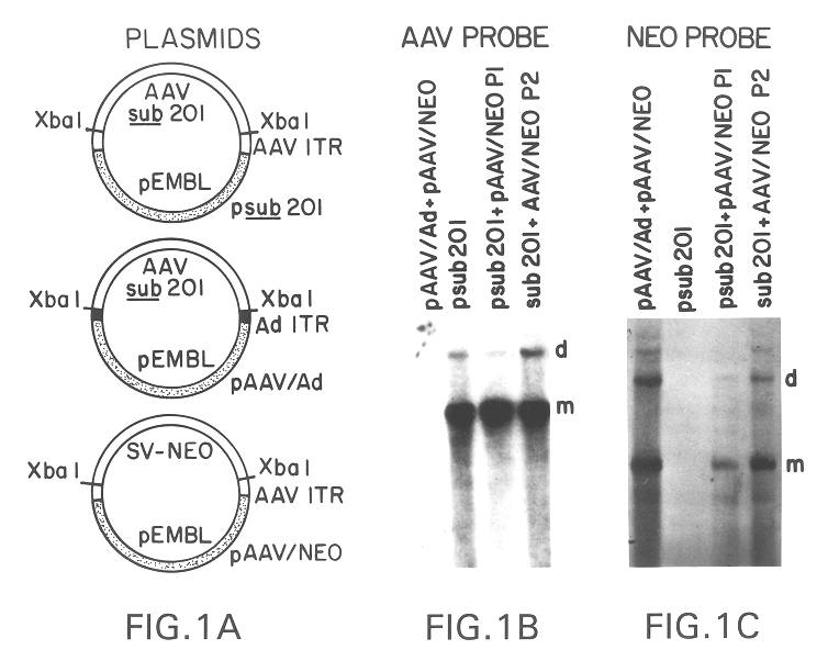 Helper-free stocks of recombinant adeno-associated virus vectors