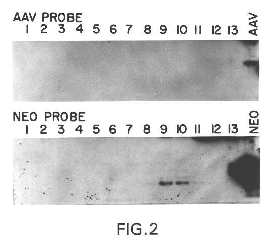 Helper-free stocks of recombinant adeno-associated virus vectors