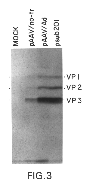 Helper-free stocks of recombinant adeno-associated virus vectors