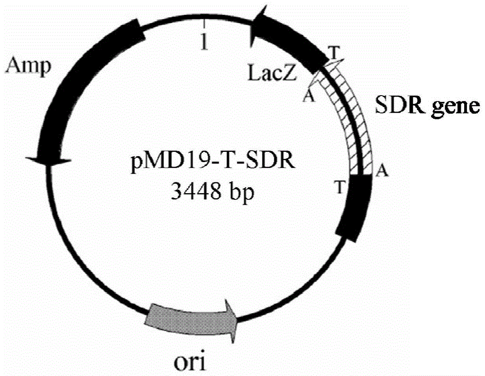 Short-chain dehydrogenase, coding gene, vector, engineering bacterium and application derived from Refsonia