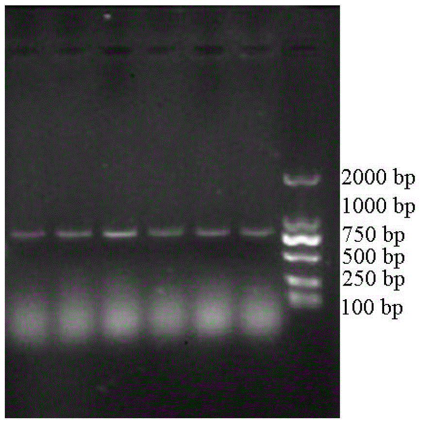 Short-chain dehydrogenase, coding gene, vector, engineering bacterium and application derived from Refsonia