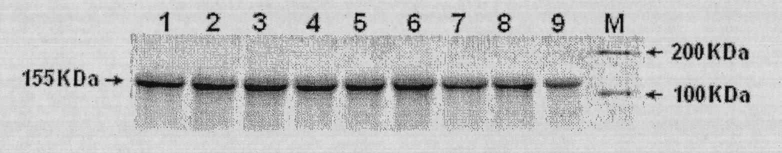 Design of novel anti-EGFR humanized antibody TGM10 and application thereof