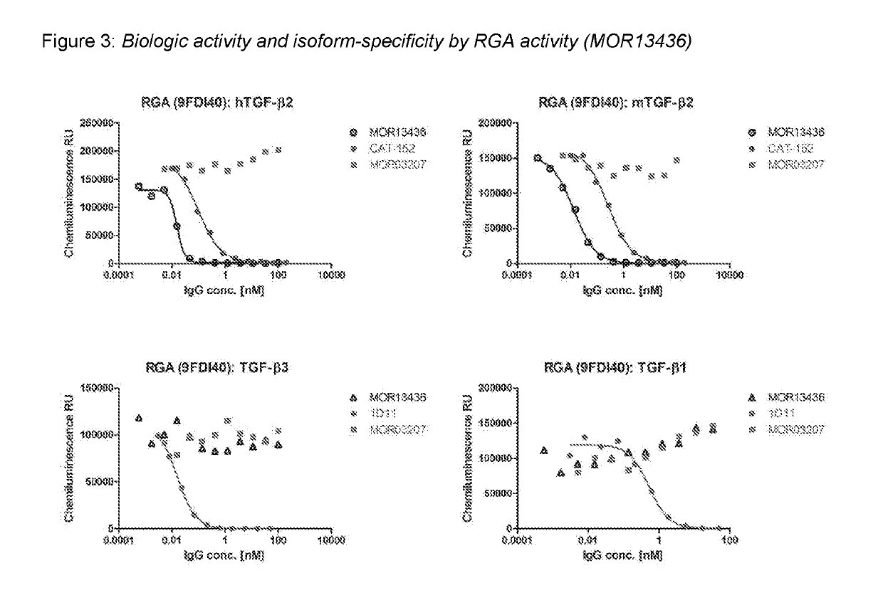 TGFbeta 2 Antibodies