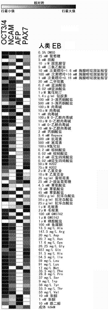 Methods and compositions for expansion and differentiation of skeletal muscle stem cells or progenitor cells