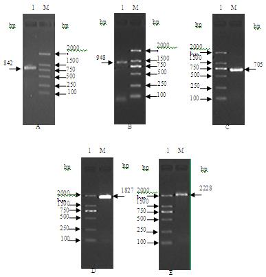 Strawberry NCED gene and construction of vector thereof